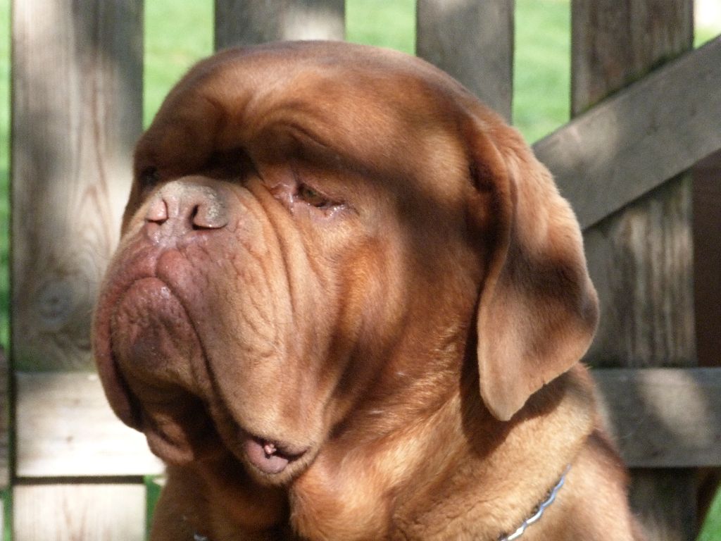 Jedi du hot dogues red